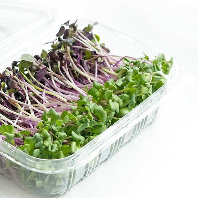 Salad Mix Bundle - Microgreens (Radish Trio + Exotic Mix) + Baby Greens